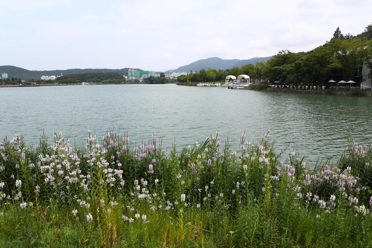 1927년 저수지에서 90m 음악분수 호수공원으로 바뀐 대구 수성못