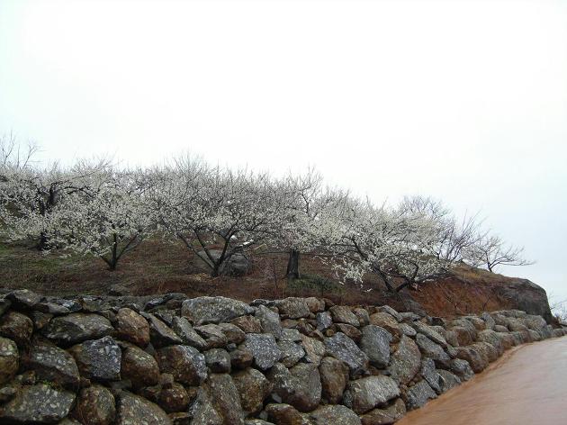 광양 청매실농원 풍경입니다.