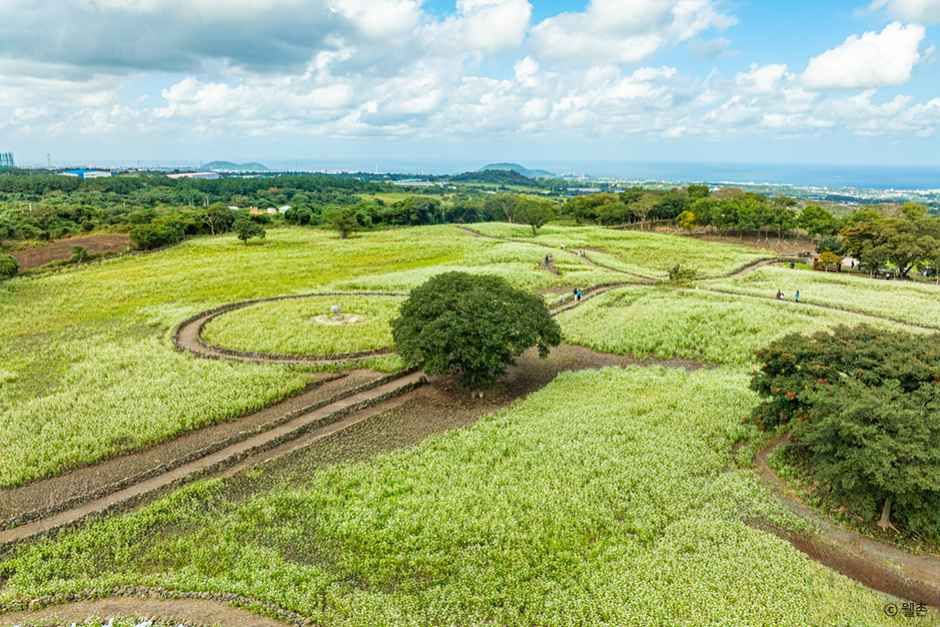 Waheul Buckwheat Village — 100,000 Pyeong of Buckwheat Fields and a Highland Village of the Jacheongbi Myth