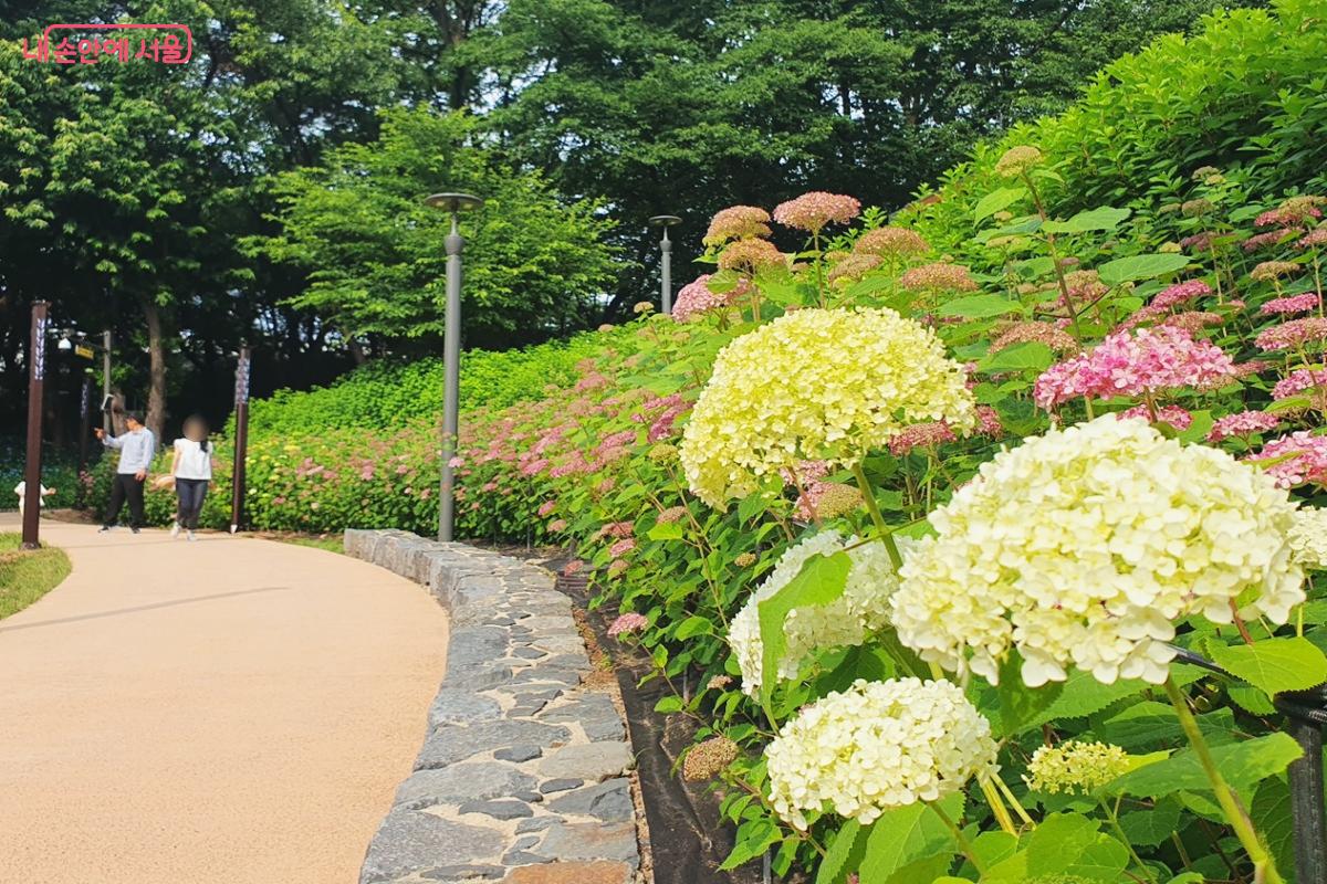 수국 17종이 꽃동산을 이루는 산책로를 따라 초안산 숲길로 이어지는 모습