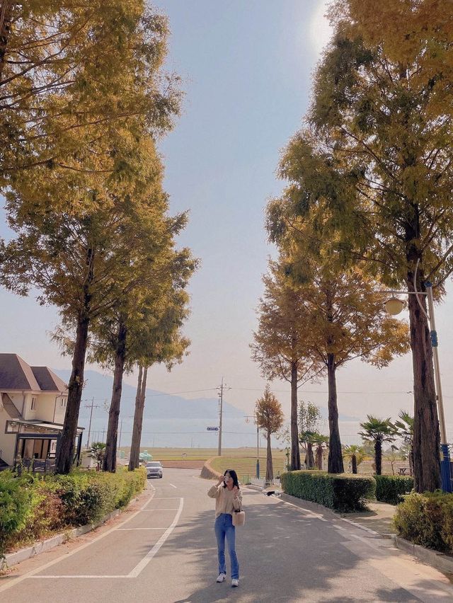 메타세쿼이아 가로수길 너머로 보이는 남해미국마을과 앵강만 풍경