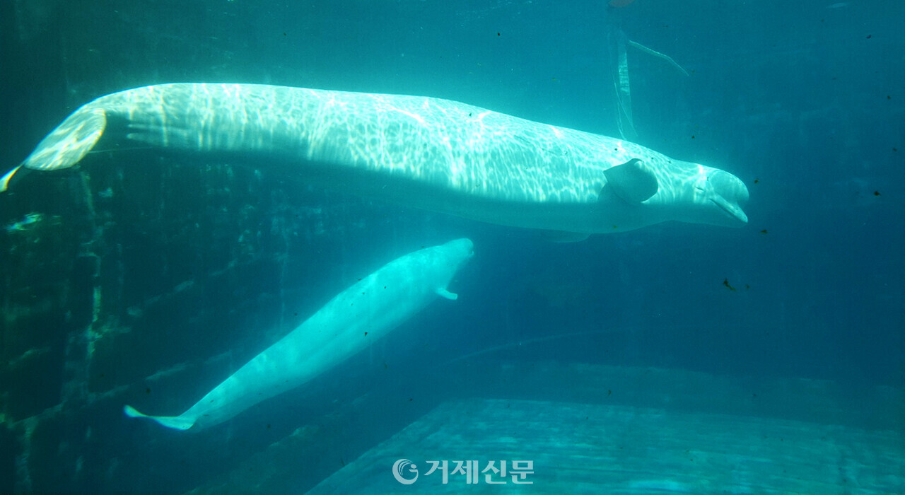 거제씨월드에 있는 어미 벨루가와 새끼의 모습을 담은 사진
