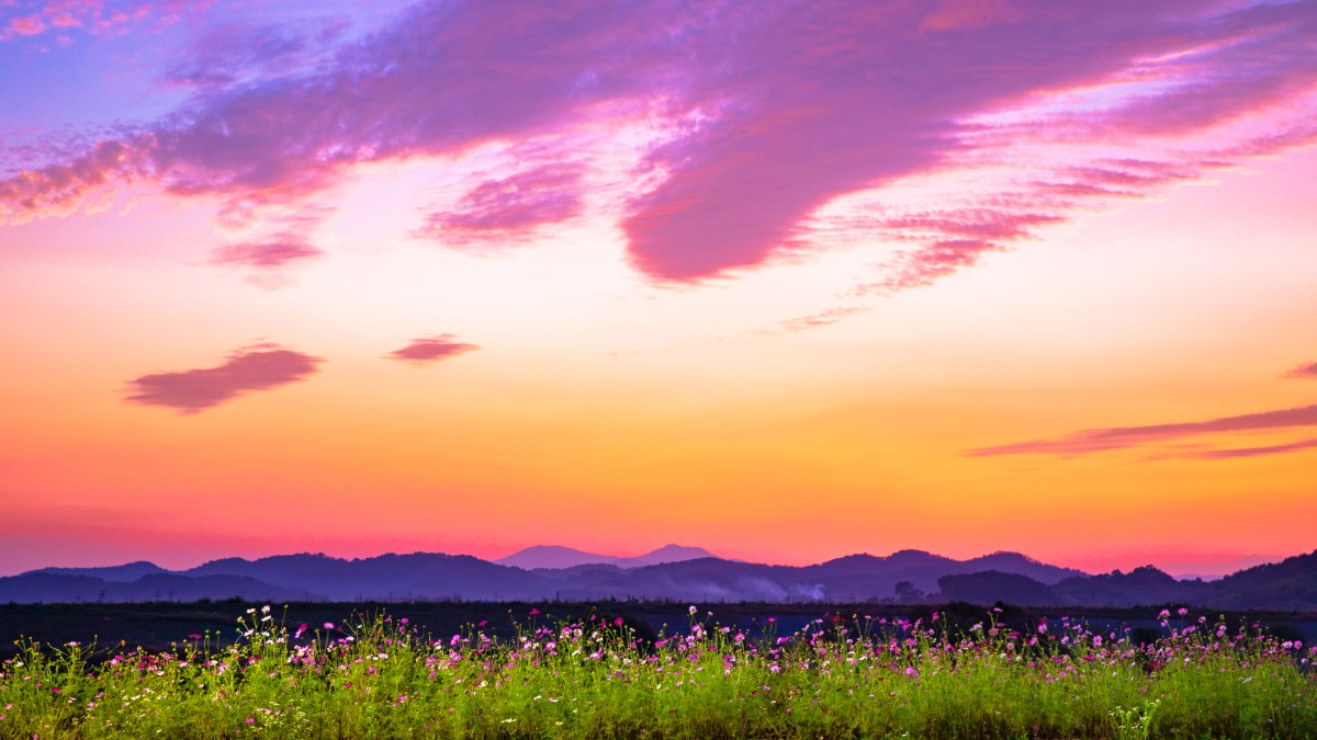 At the Confluence of the Namgang and Hamancheon Rivers: Haman Akyang Ecological Park’s 260,000㎡ Flower Levee Path