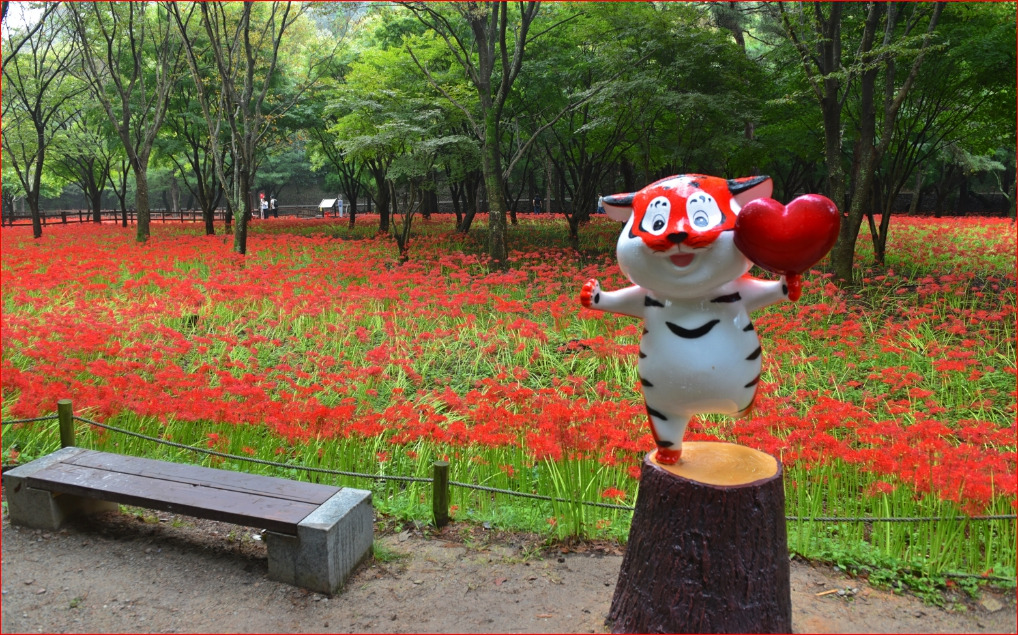 영광 불갑산 상사화 풍경