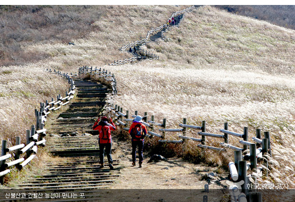 신불산과 간월산 사이, 900m 능선의 간월재 억새군락지