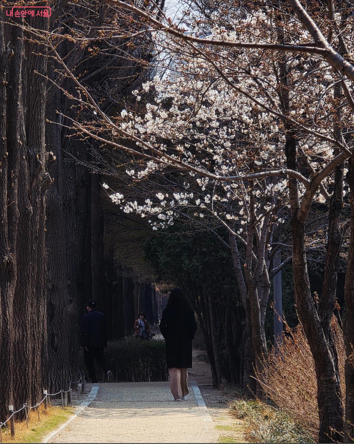 Seoul’s Gyeongui Line Forest Park: 6.3 km of forest laid over railway tracks dating from 1906