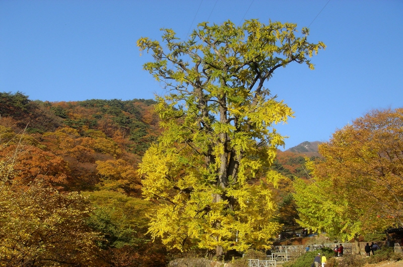 용문사 은행나무와 그 주변 경내 풍경