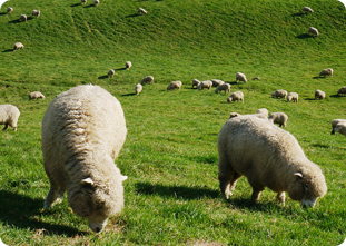 A Lap Around a 930-Meter-High Hill: Walking Route at Daegwallyeong Sheep Ranch