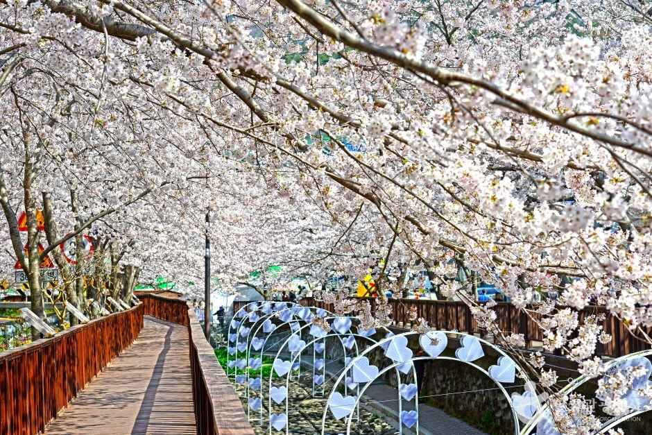 여좌천 벚꽃 산책길