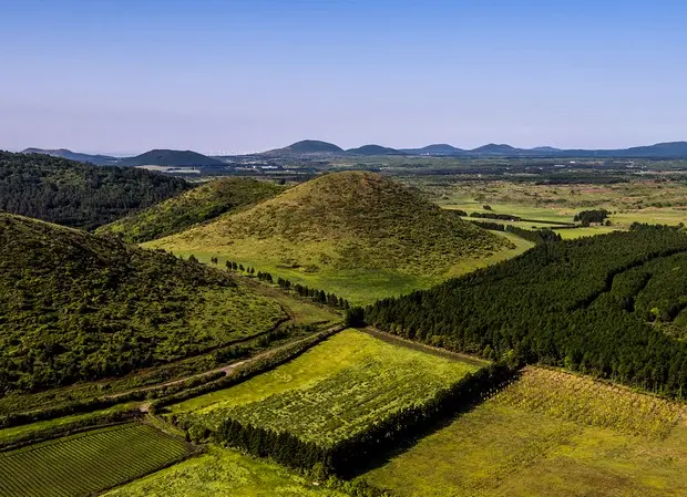 8 Things to Know About the Forest Trail at 2173 Songdang-ri, Andol Oreum Secret Forest
