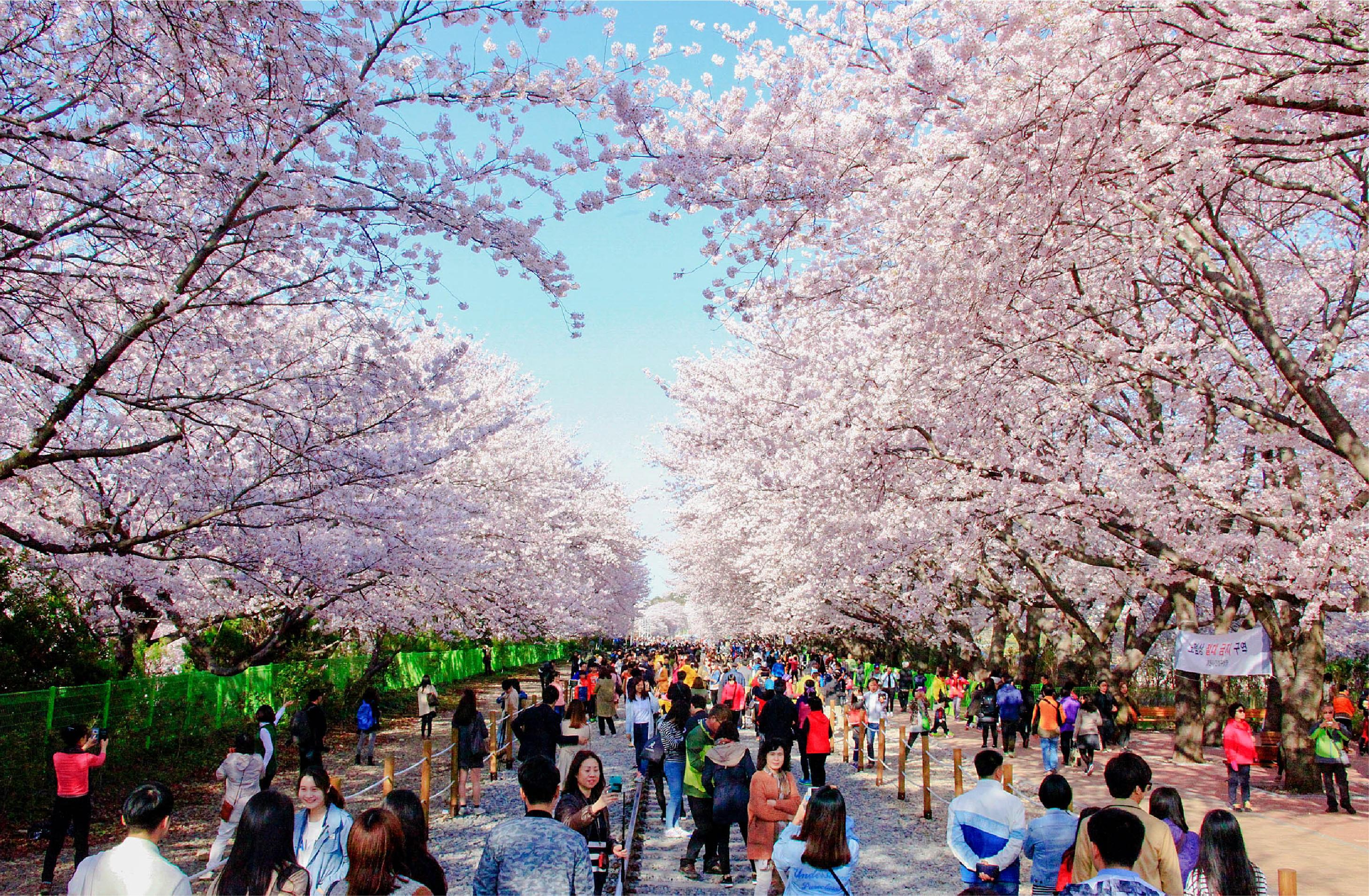 How a 1926 Wayside Station Became an 800 m Cherry Blossom Railway Park: Gyeonghwa Station
