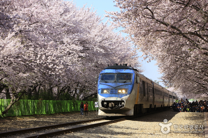 경화역 벚꽃길