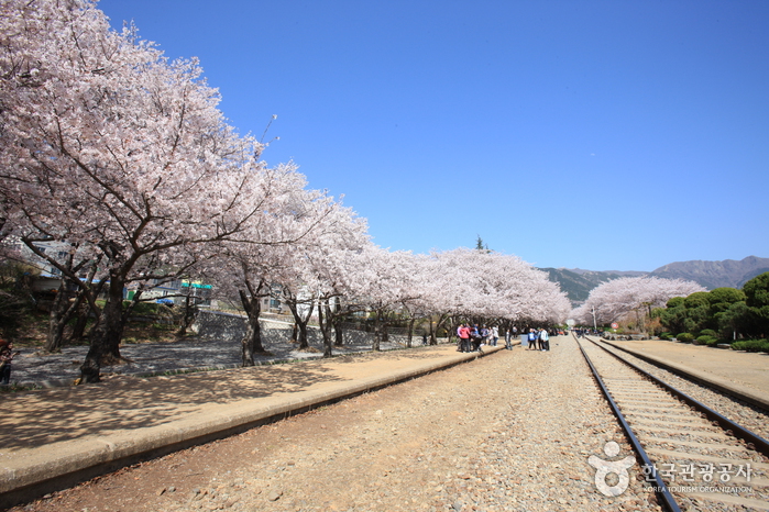 경화역 벚꽃길의 철길
