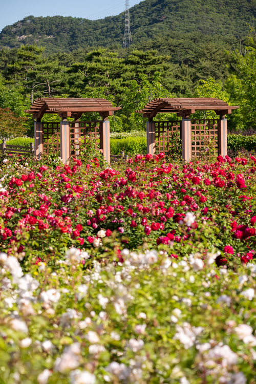 부산관광아카이브에 수록된 해운대수목원 사진입니다.