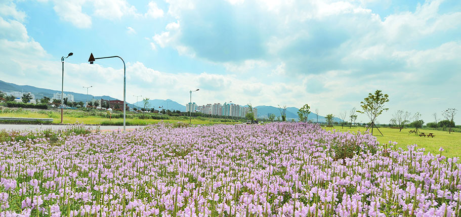 삼락생태공원3 사진