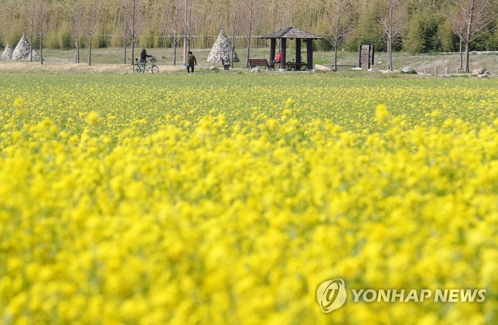 Daejeo Ecological Park Along 7.62 km of the Nakdong River: Connecting the Canola Fields and Sindeok Wetland