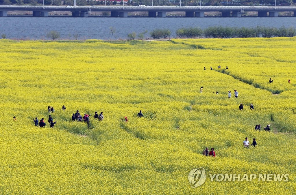 대저생태공원 유채꽃밭 모습입니다.
