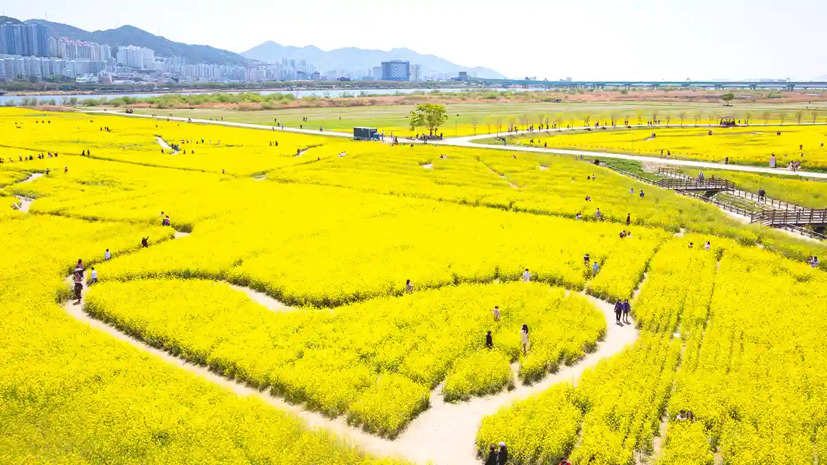 대저생태공원 습지 구역 전경입니다.