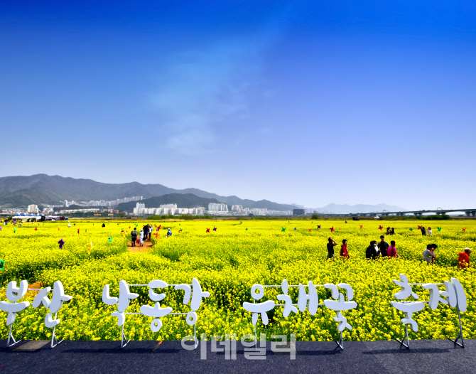 이데일리의 부산 봄꽃 기사에 실린 달맞이길 사진입니다.