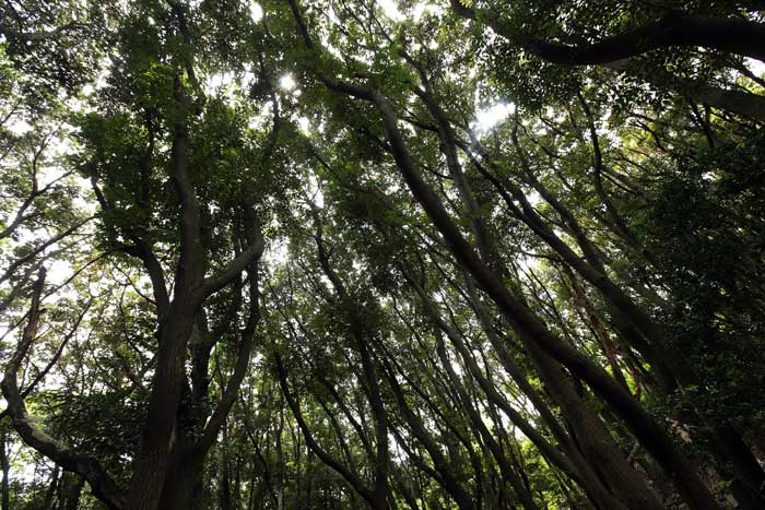 첨찰산과 운림산방 일대의 풍경입니다.