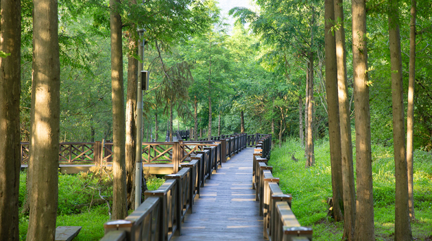 A Walk Through Gwangjuho Lake Eco Park Connecting the Giant Willows, Seven-Star Rock, and Jamitan