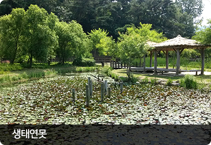 광주호 호수생태원의 생태연못