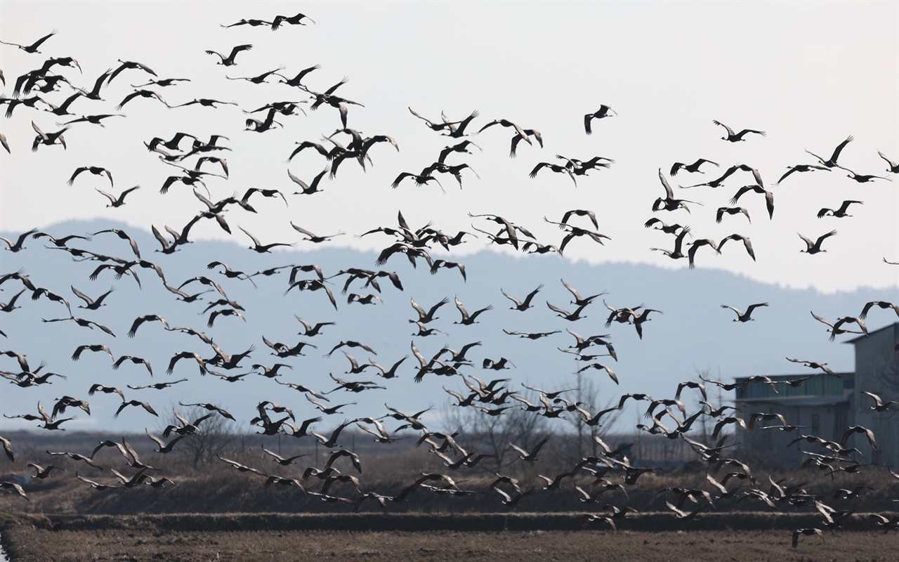 Seosan Birdland: A Panoramic View of Reclaimed Rice Fields and Migratory Birds in Cheonsu Bay