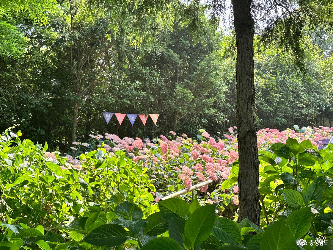 청산수목원 수국정원 1