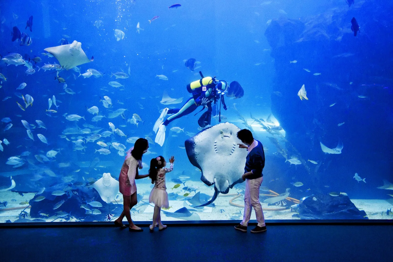 Reading Aqua Planet Ilsan through a 2-hour route with walruses