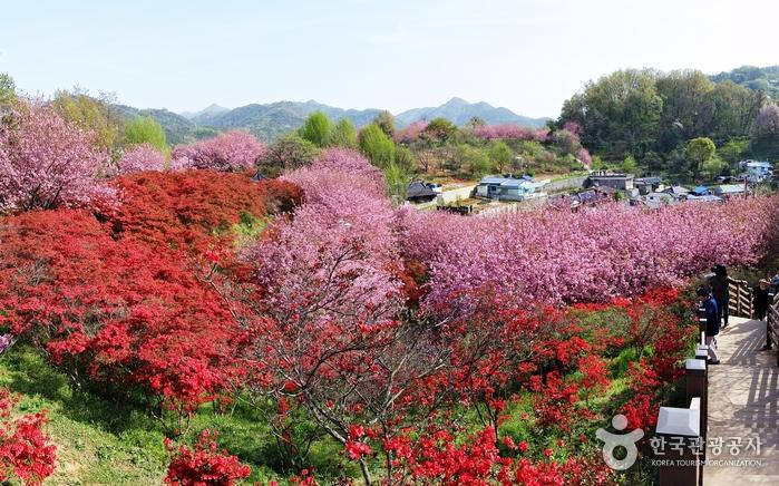 겹벚꽃 너머 동학의 길, 전주 완산공원