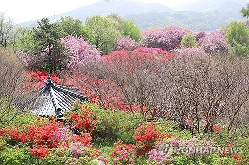 봄철 완산공원 꽃동산을 찾은 방문객들의 모습입니다.