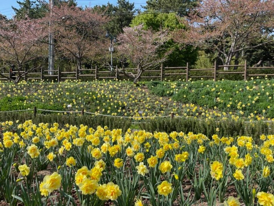 선암호수공원 테마 공간과 산책 시설을 보여주는 모습입니다.
