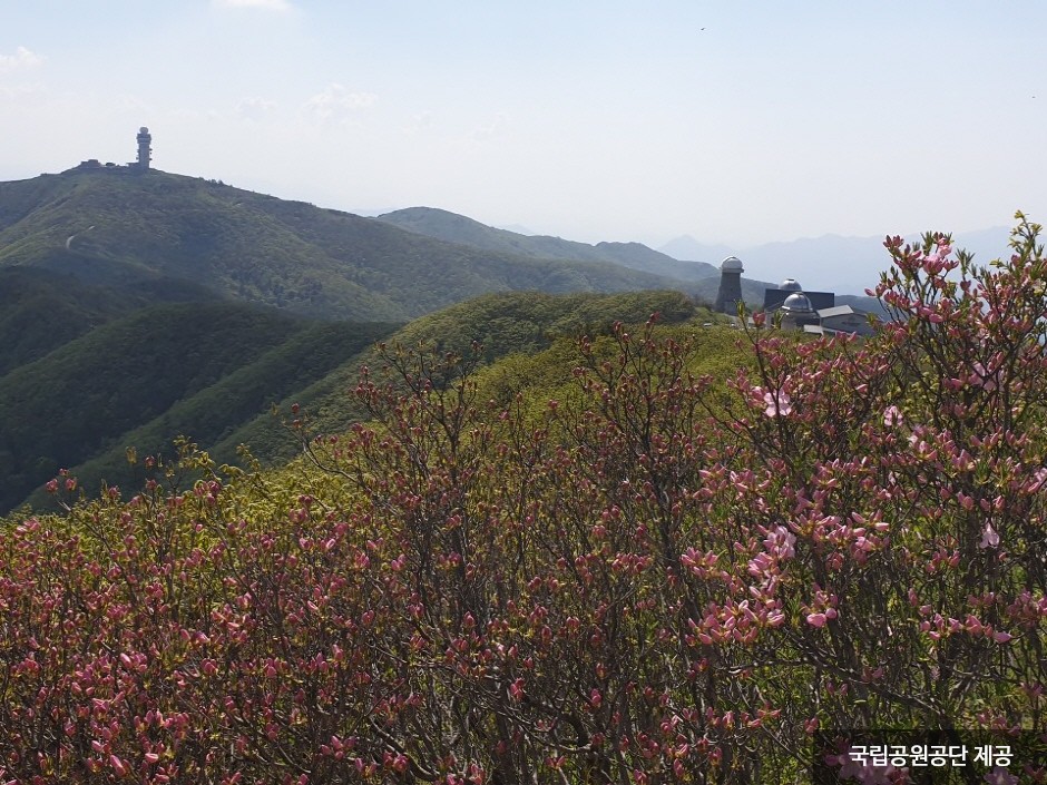 소백산 능선에 계절 식생이 펼쳐진 풍경입니다.