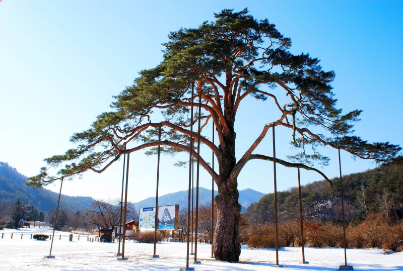 정이품송공원과 주변 산책 공간을 담은 사진입니다.