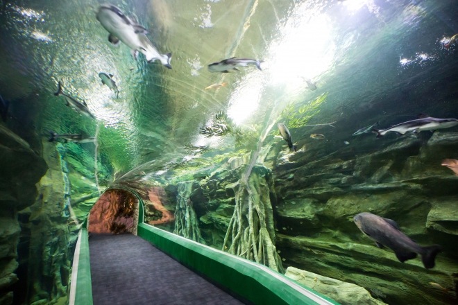 Lotte World Aquarium: The Reality of Its 5,200-Ton Tank and 840 m Viewing Route