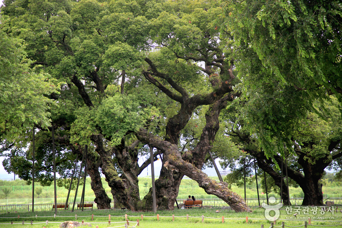 Seongju Seongbak Forest, Where 59 Giant Willows Meet Lilyturf