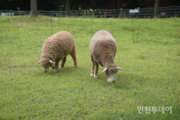Neulsol-gil Park Sheep Ranch, Where You Can Meet 24 Sheep in Downtown Incheon