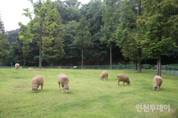 늘솔길공원 안에서 양을 관찰할 수 있는 목장 구역입니다.