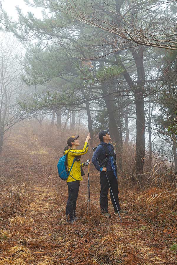 천등산 임도 주변 소나무에 빗물이 맺힌 모습입니다.