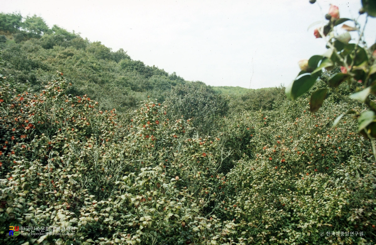 옥룡사지 주변의 백계산 동백림을 보여 주는 자료 이미지입니다.