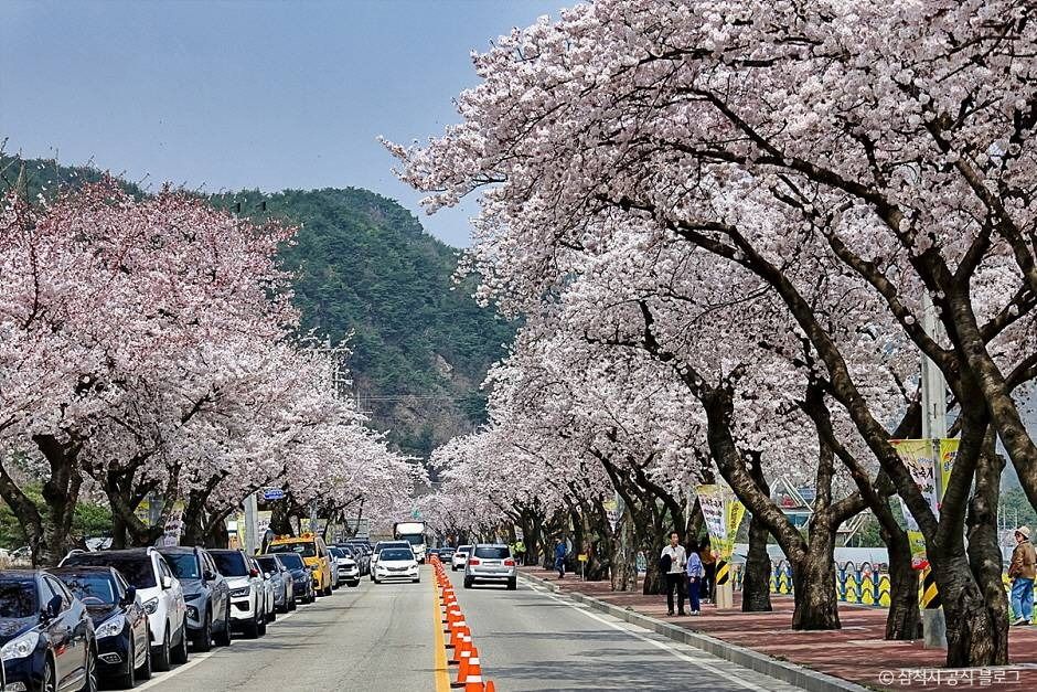 맹방 벚꽃길과 해안 주변의 계절 풍경입니다.