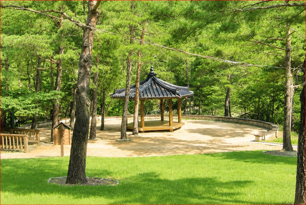 Walking Along the Geumgang Pine Forest at Gangneung Solhyang Arboretum