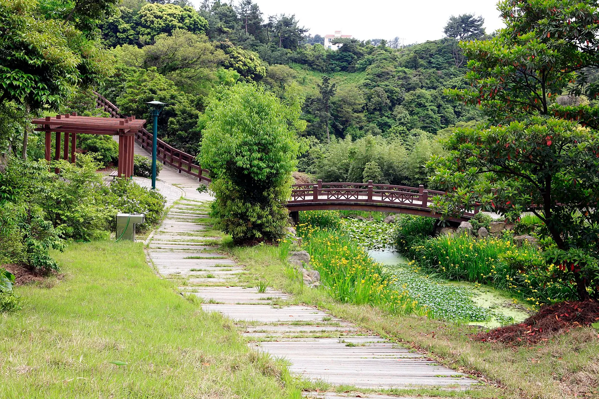 Geolmae Ecological Park, where a 640 m deck along Yeonhwacheon meets February green plum blossoms