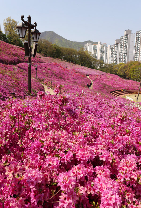 철쭉이 풍성하게 핀 군포철쭉동산의 봄 풍경입니다.