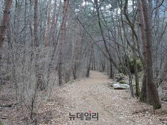 토종 소나무가 빼곡한 충북 충주 하늘재 숲길입니다.