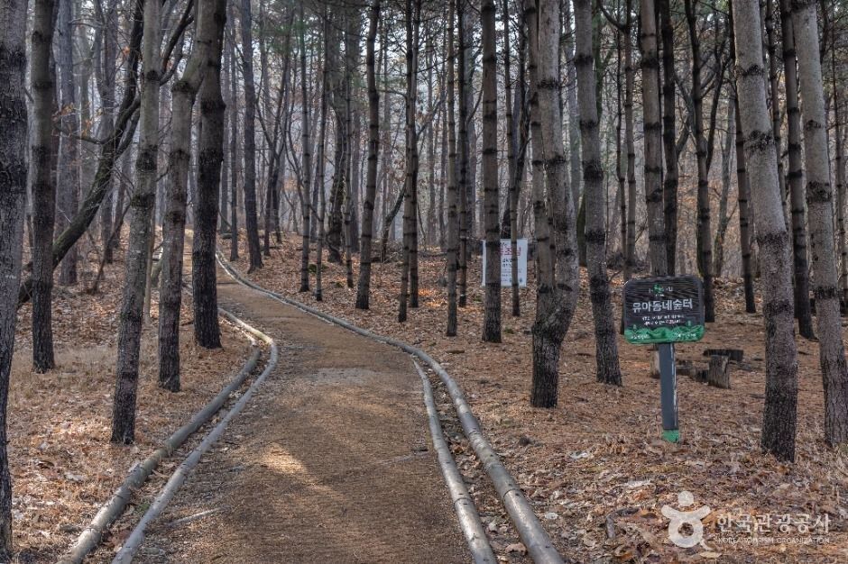 대모산도시자연공원의 소나무 숲길입니다.