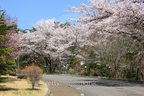 GIST Cherry Blossom Road