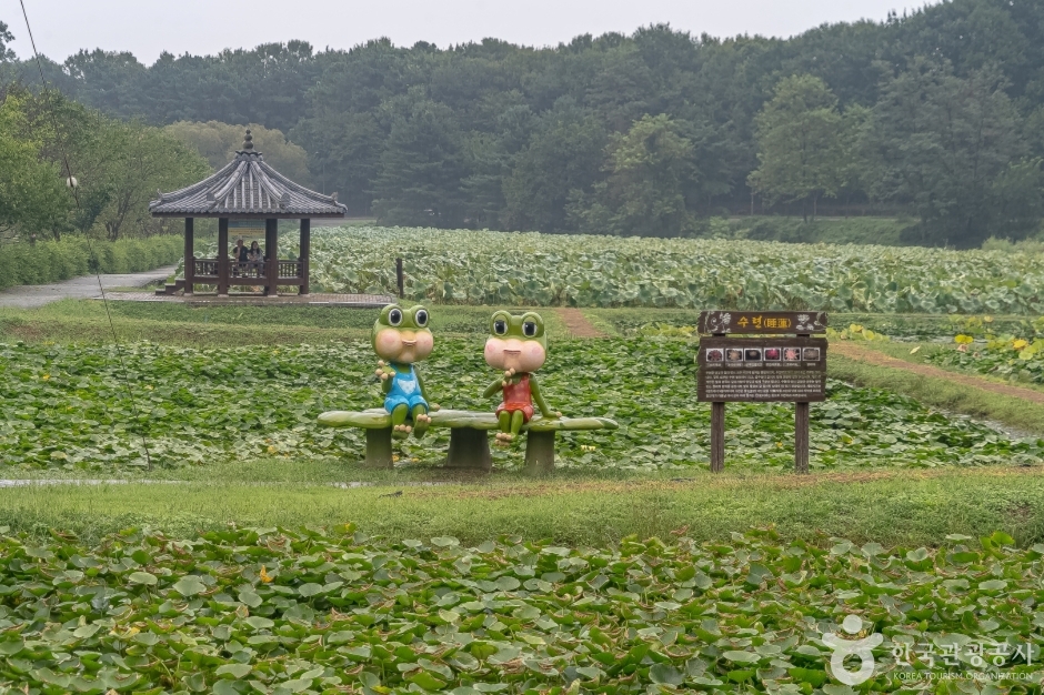 Naedong Village Lotus Pond