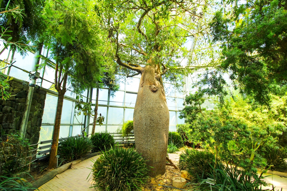 Hantaek Botanical Garden
