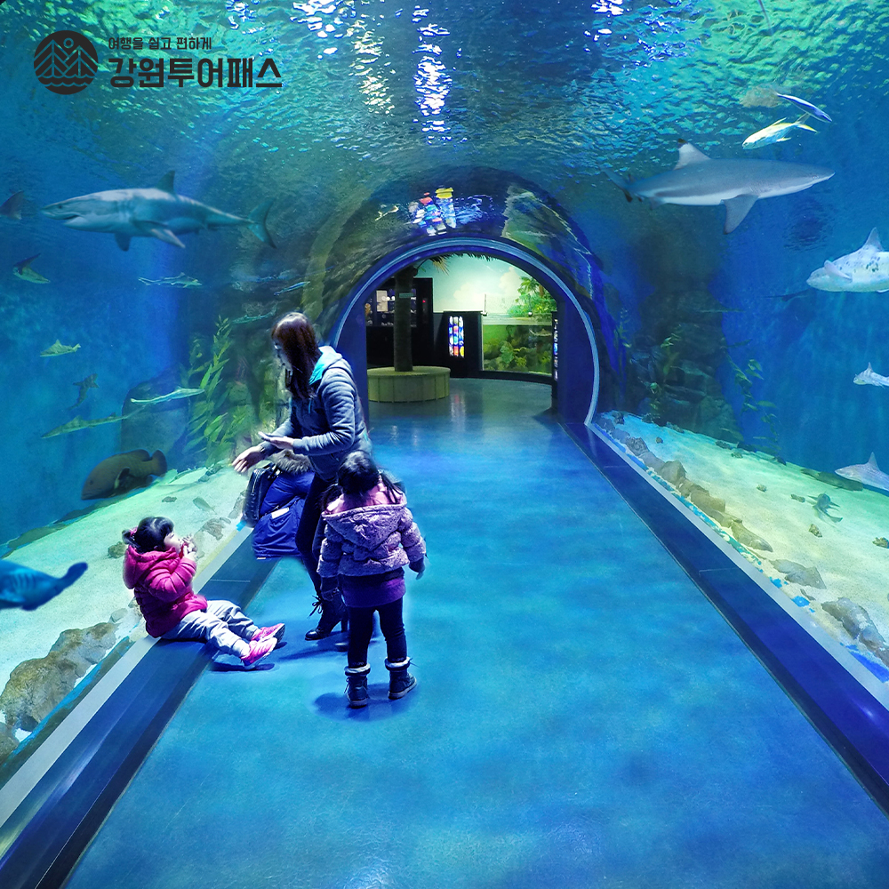 Gyeongpo Aquarium
